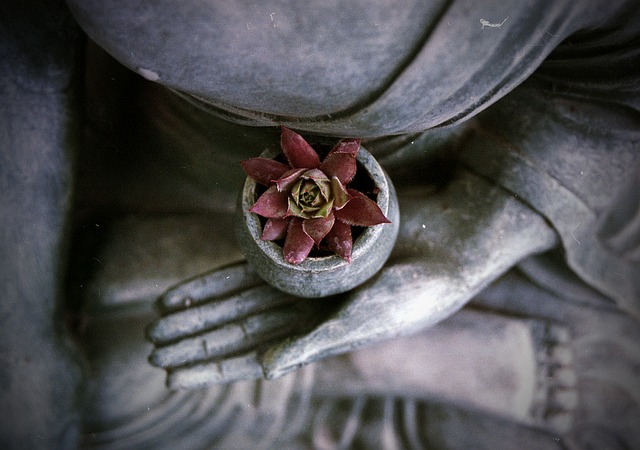 meditate-flower